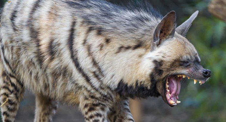 Qual é a força de mordida de uma hiena?