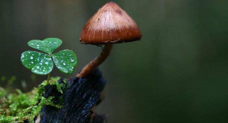 Como os cogumelos se adaptam ao seu ambiente?