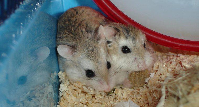 Como são chamados os hamsters do bebê?
