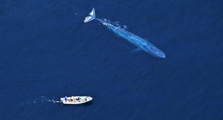 Por que as pessoas matam baleias azuis?