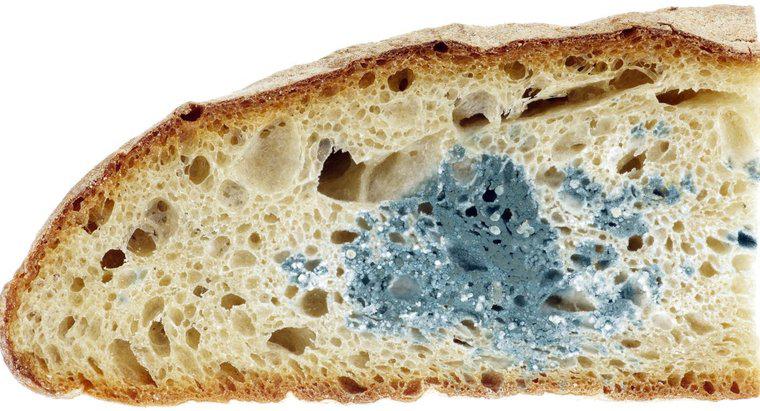 Qual tipo de molde de pão é o mais rápido?