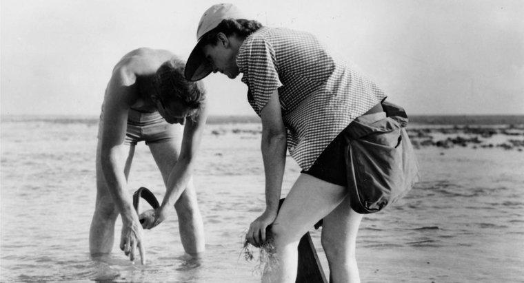 Quais eram os nomes dos irmãos de Rachel Carson?