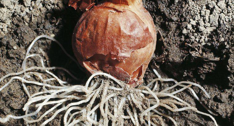 O que torna as raízes da cebola ideais para estudar mitose?