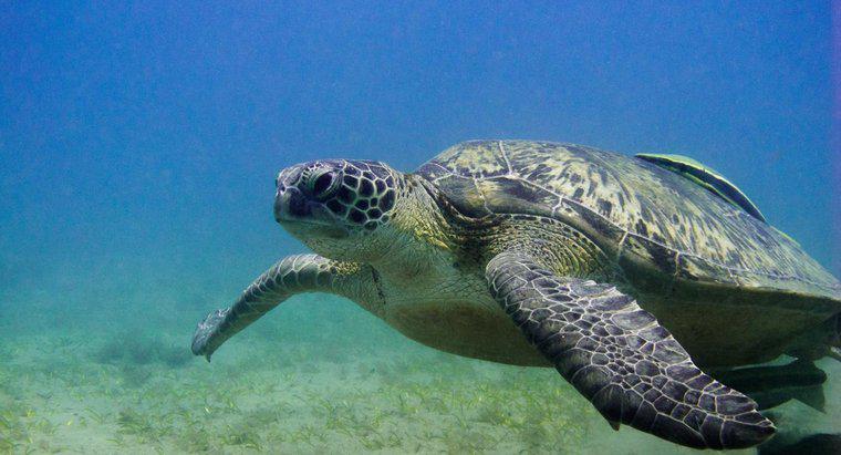 Por quanto tempo as tartarugas podem permanecer debaixo d'água?