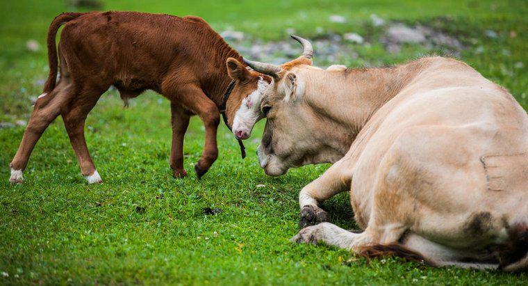 Quanto tempo leva para uma vaca ter um bezerro depois de grávida?