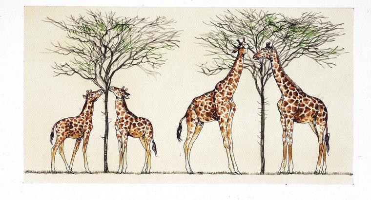 Como Lamarck explicou por que as girafas têm pescoços longos?