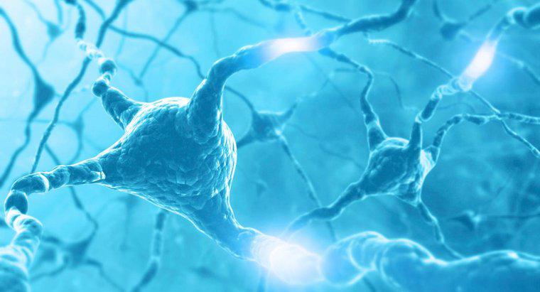 Como o impulso nervoso viaja ao longo do neurônio?