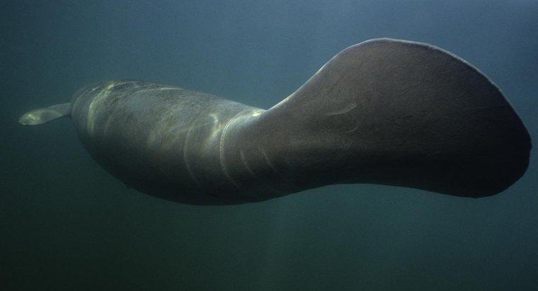 Qual é a diferença entre um dugongo e um peixe-boi?