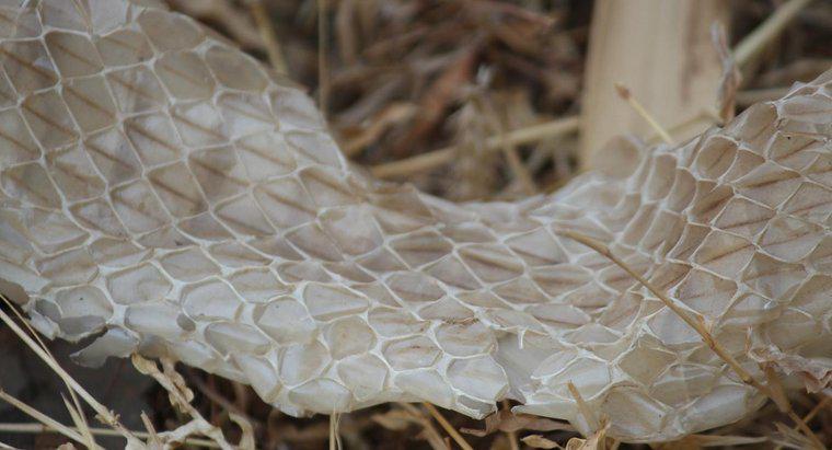 Com que frequência as cobras trocam de pele?