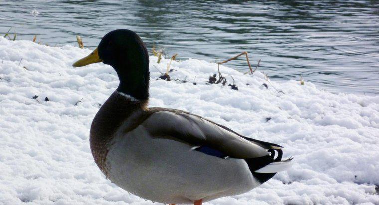 Os patos podem sobreviver ao inverno?