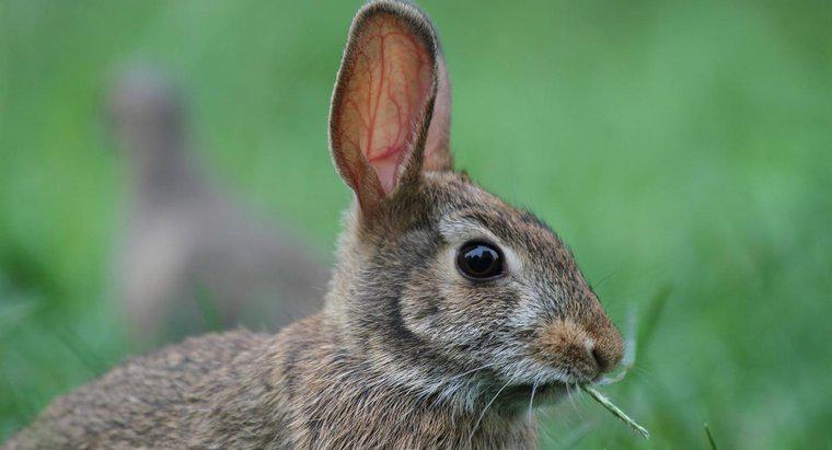 Que animal come coelhos?