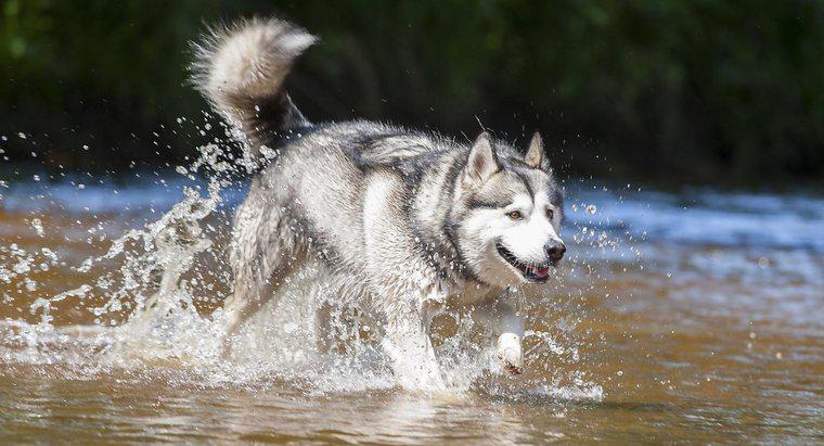 Quais são algumas raças de cães que se parecem com Huskies?