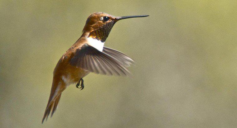 Onde vivem os colibris?
