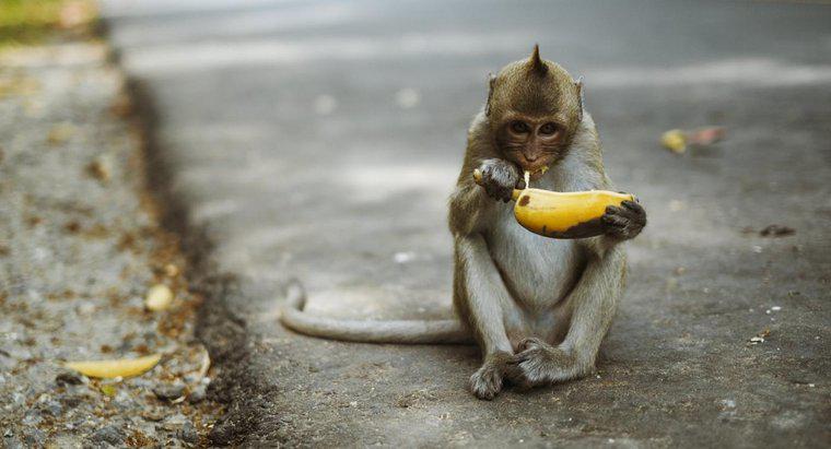 Quais são alguns fatos interessantes sobre os macacos para crianças?