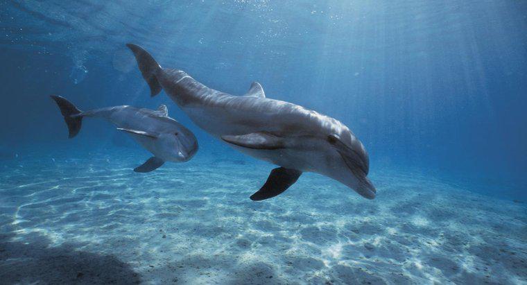 Por quanto tempo os golfinhos podem prender a respiração?