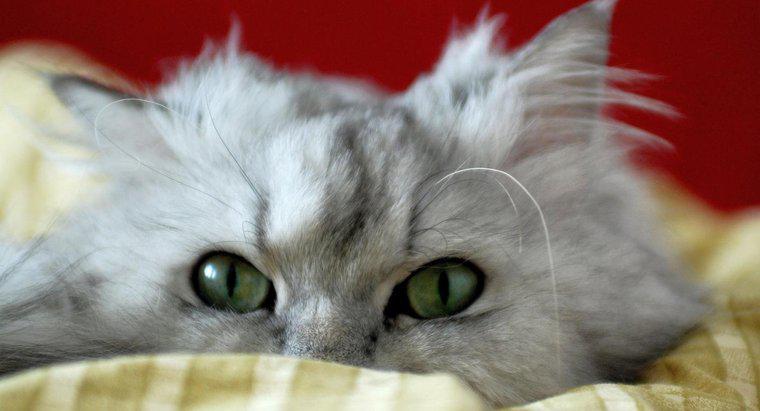 Qual é a média de vida de um gato persa?