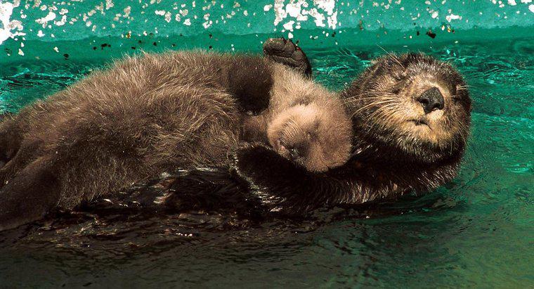 Quanto tempo para bebês lontras ficar com suas mães?