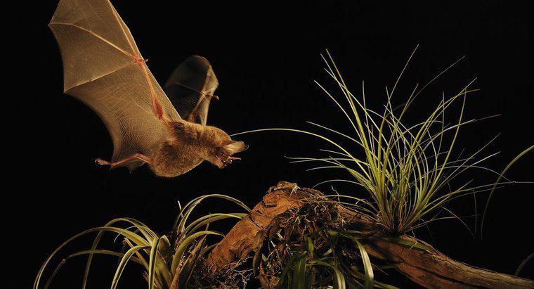Os morcegos são onívoros?
