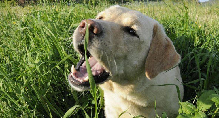 Por que os cães comem grama?