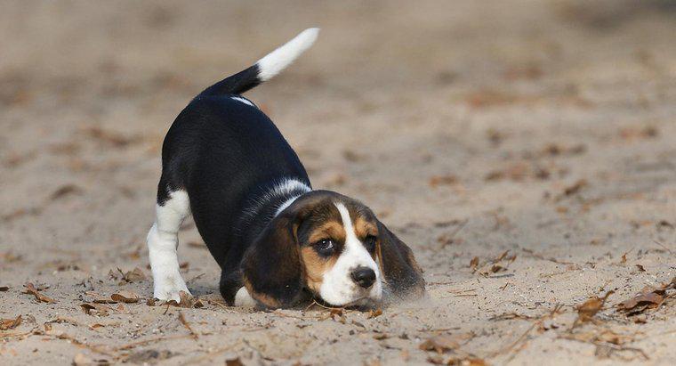 Quanto pesam os Beagles?
