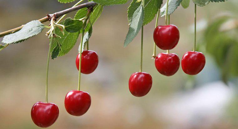 As cerejas são um tipo de fruta?
