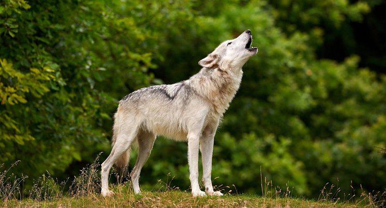 Quanto tempo vivem os lobos?