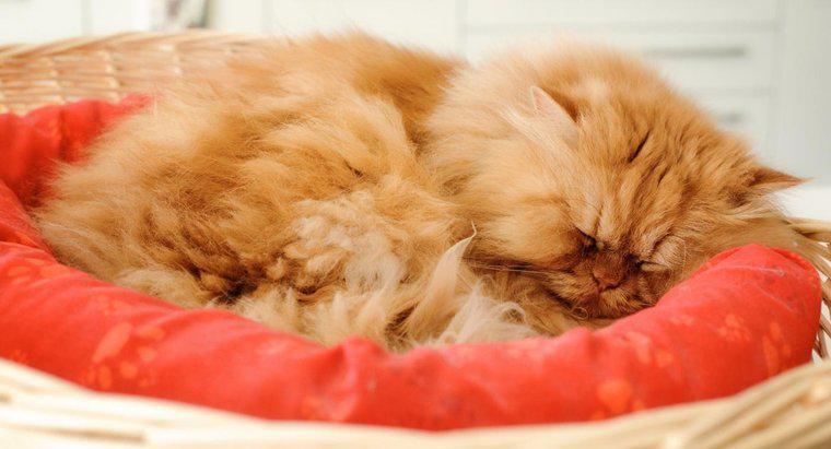 O que é um gato persa laranja?