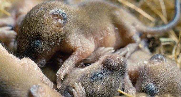 Com que frequência os ratos têm bebês?