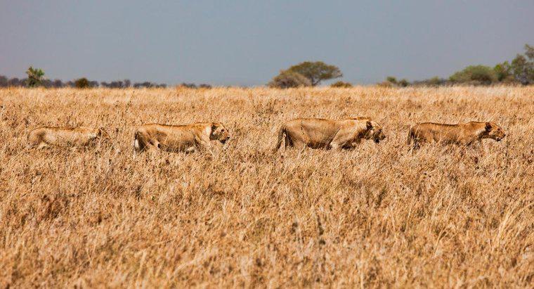 Como os Leões se adaptam às pastagens?