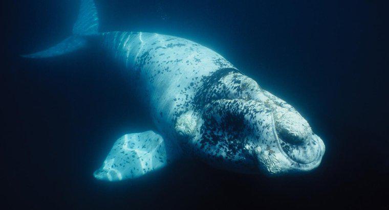 O que as baleias francas comem?
