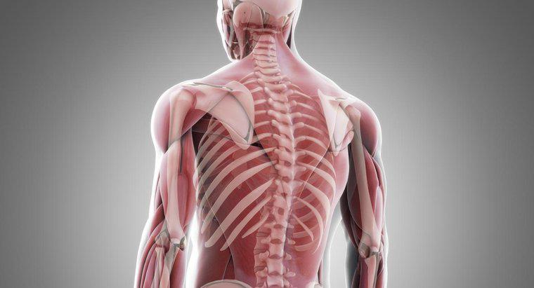 Como os músculos estão ligados ao osso?