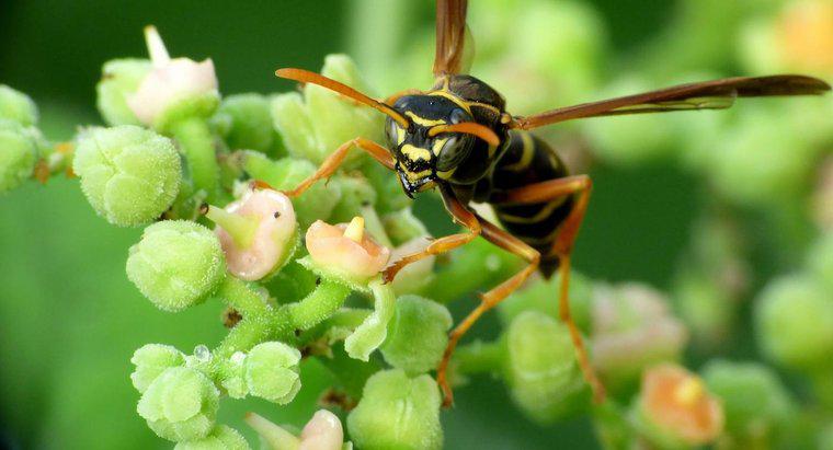 Quais são alguns remédios caseiros para matar as vespas?