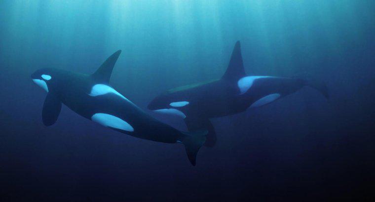 Em que zona do oceano vivem as baleias assassinas?