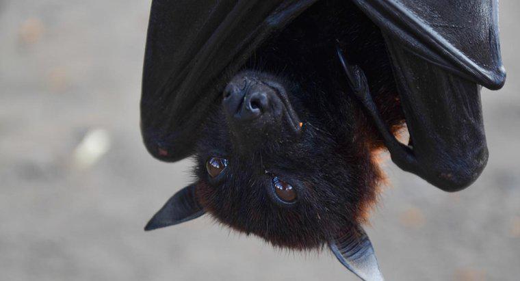 Como você mantém os morcegos longe?