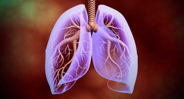 Onde estão os pulmões localizados no corpo humano?