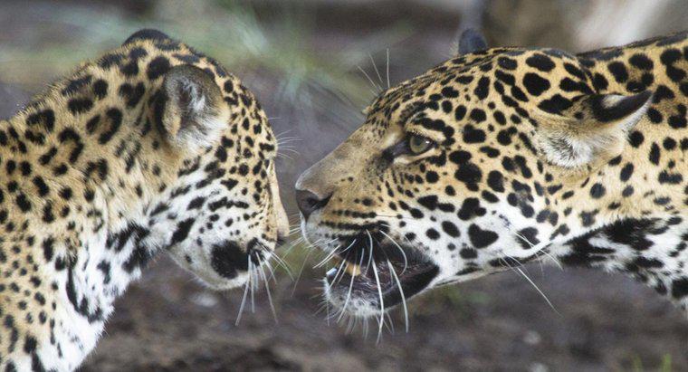 Como os Jaguars se comunicam?