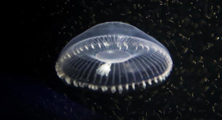 Como as medusas respiram?
