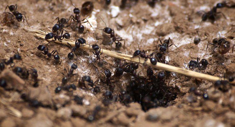 Quais são os sinais de uma infestação de formiga de carpinteiro?