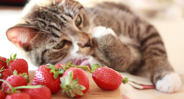 Qual é o único sabor que os gatos não podem experimentar?