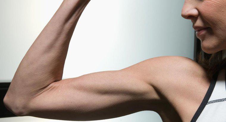 Como seus bíceps e tríceps levantam o braço?