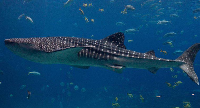 Qual foi o maior tubarão já encontrado?