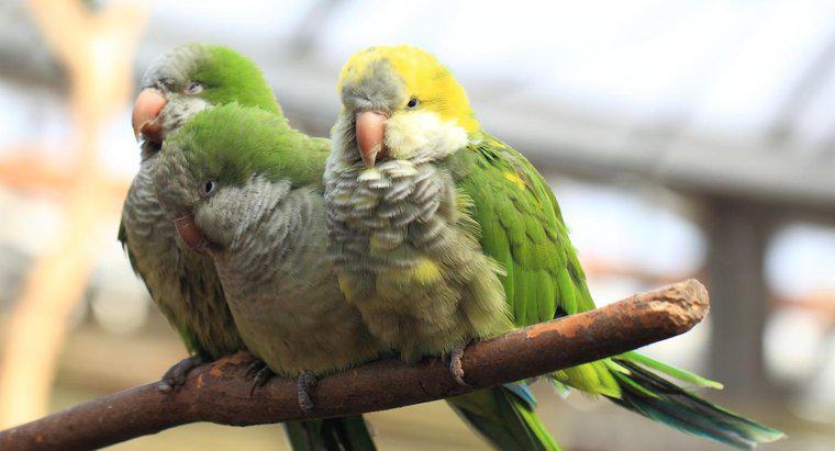 Qual é a vida útil de um papagaio quacre?