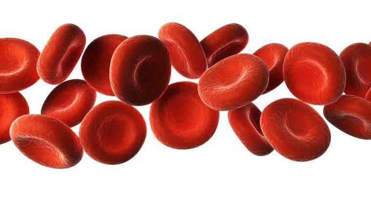 O que são seis substâncias transportadas pelo sangue?