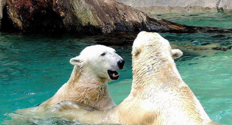 Como os ursos polares se reproduzem?