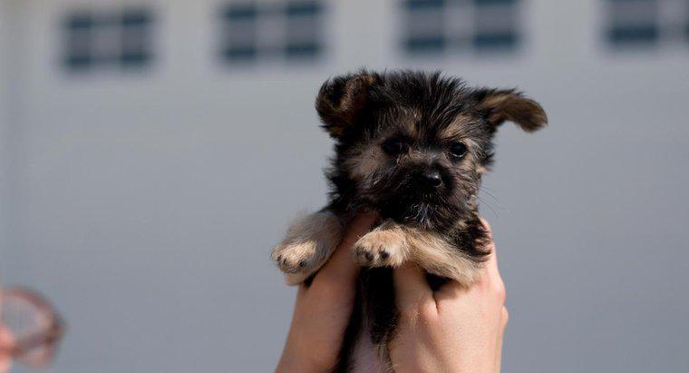 Como encontrar um filhote de cachorro maltês-yorkie de resgate para adotar?