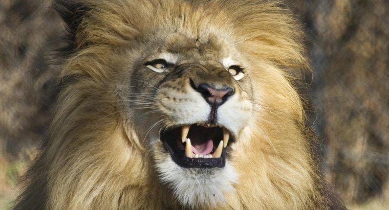 Como são chamados os dentes de um leão?