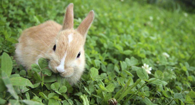 Que tipo de comida os coelhos comem?