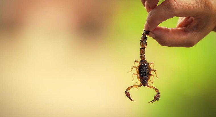 Quais são algumas adaptações de escorpião?