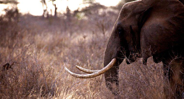 Que animais estão sendo caçados na África?