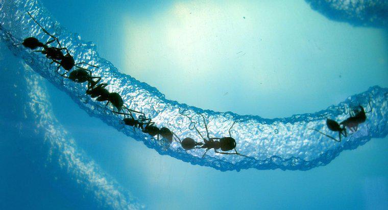 Quanto tempo pode uma formiga sobreviver debaixo d'água?